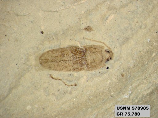 Genus sp