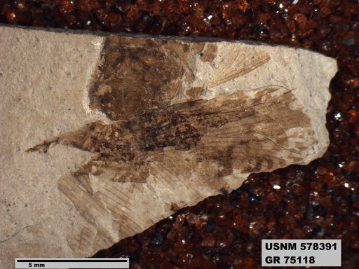 Genus sp