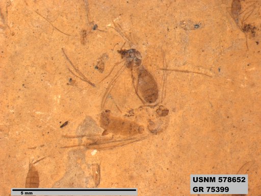 Genus sp