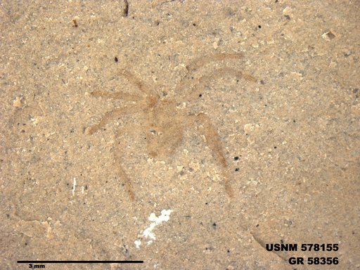Insecta