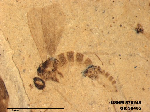 Insecta