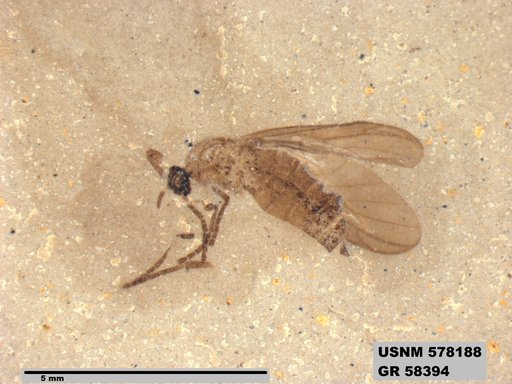 Insecta