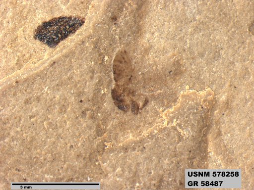 Insecta