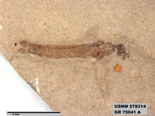 Genus sp