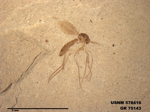 Genus sp