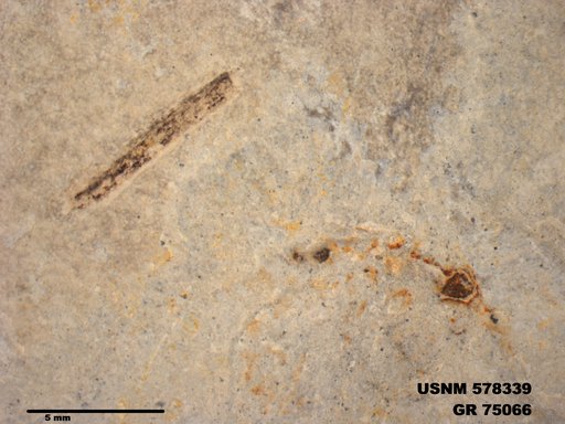 Genus sp