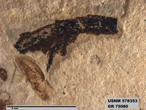 Genus sp