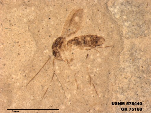 Genus sp