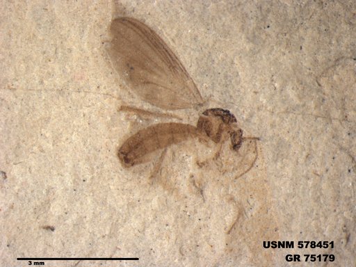 Genus sp