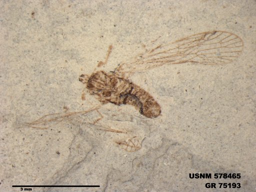 Genus sp