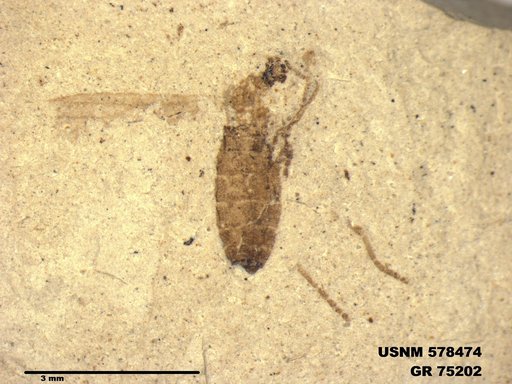 Genus sp