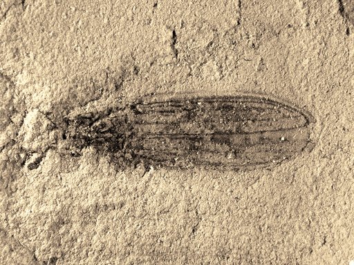 Insecta