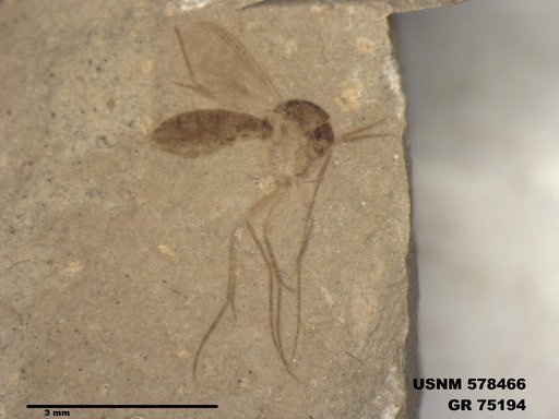 Genus sp