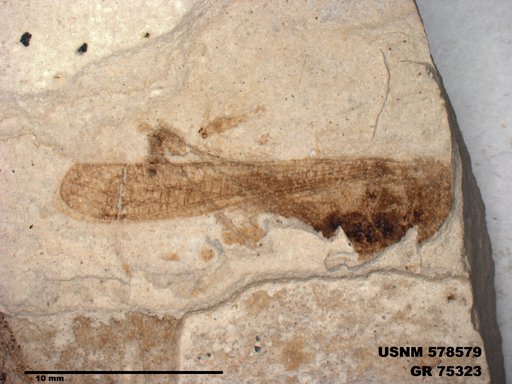 Eoerianthus eocaenicus