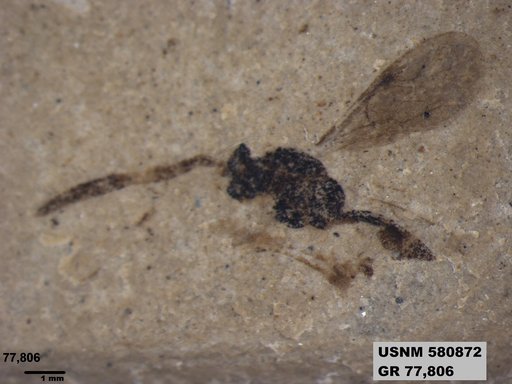 Ichneumonidae