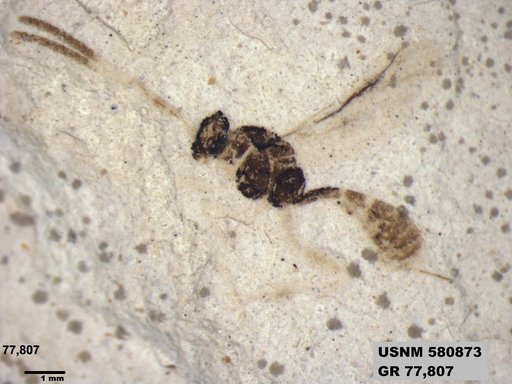 Ichneumonidae