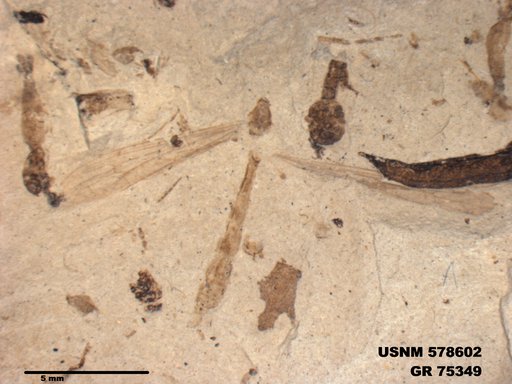 Genus sp