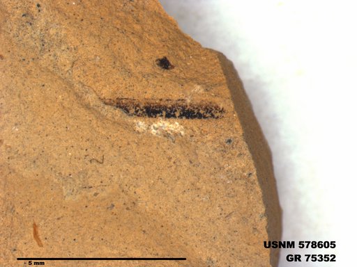 Genus sp