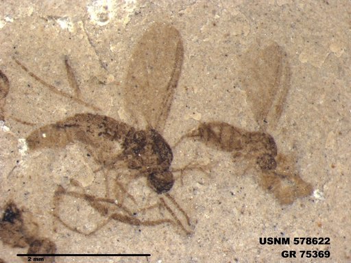 Insecta