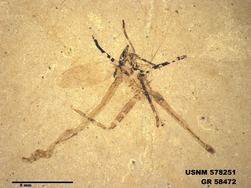 Insecta
