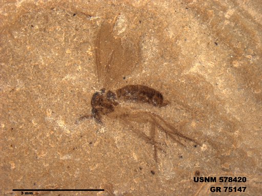 Genus sp