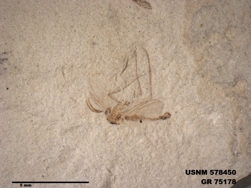 Genus sp