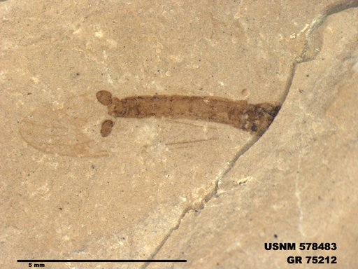 Insecta
