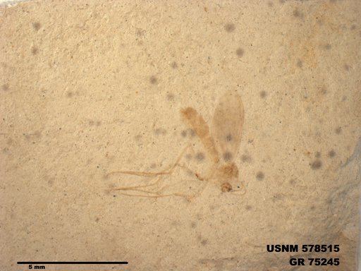 Insecta