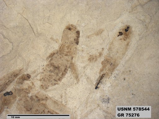 Genus sp
