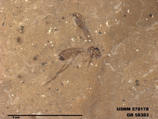 Insecta