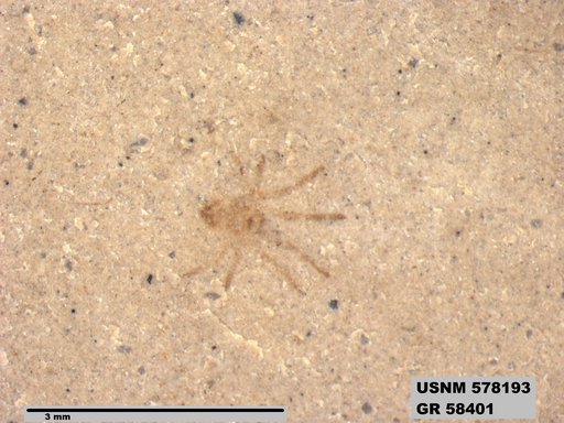 Insecta
