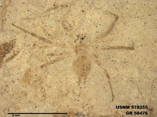 Insecta