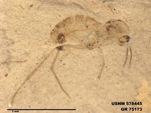 Genus sp