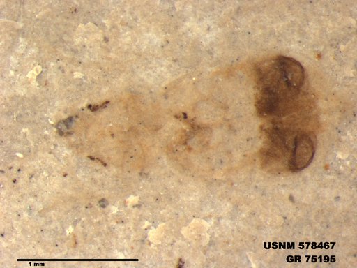 Genus sp