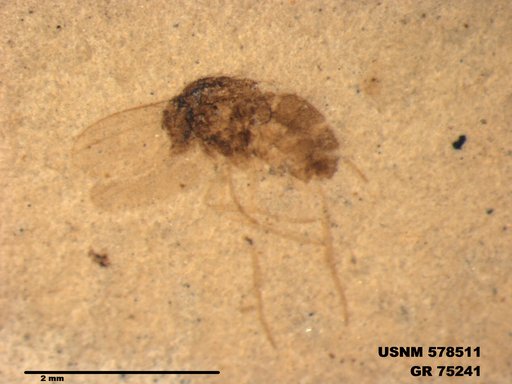 Genus sp