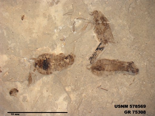 Genus sp