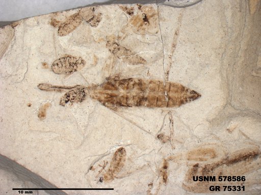 Insecta