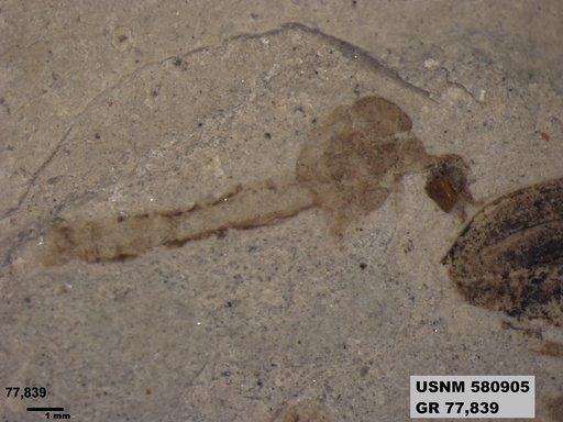 Genus sp