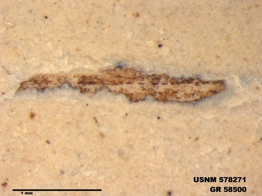 Insecta