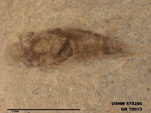 Genus sp