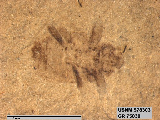 Insecta