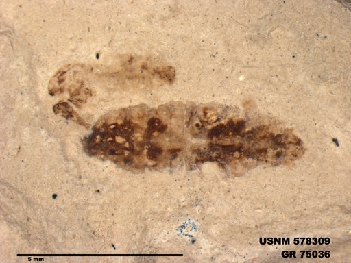 Insecta