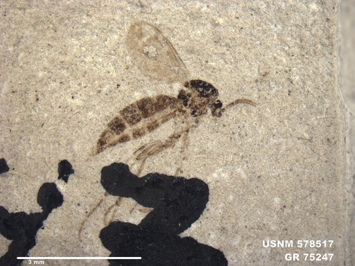 Genus sp