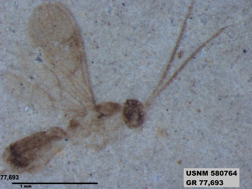 Genus sp