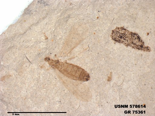 Insecta