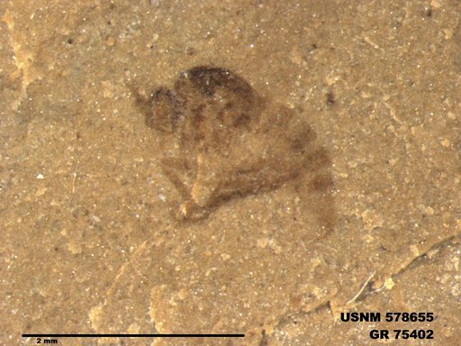 Insecta