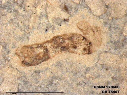 Insecta
