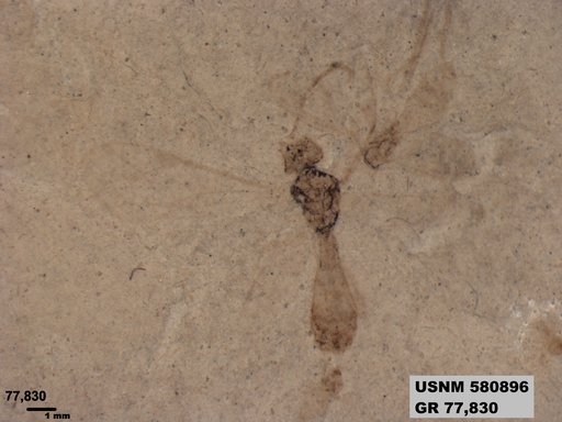 Ichneumonidae