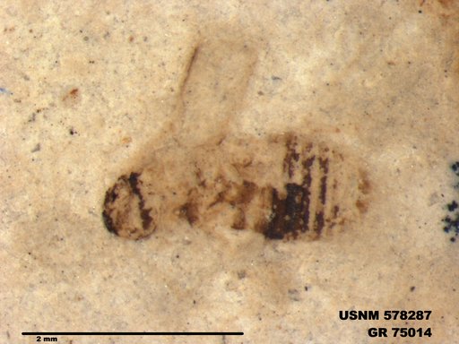 Insecta