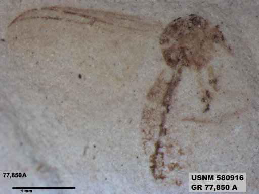 Genus sp
